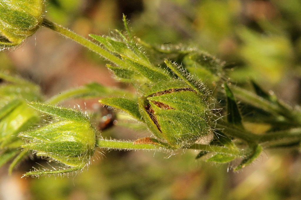 Potentilla recta